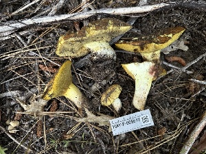  ( - HAY-F-005617)  @11 [ ] c (2023) Rudy Diaz Fungal Diversity Survey
