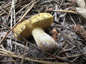  ( - HAY-F-005617)  @11 [ ] c (2023) Rudy Diaz Fungal Diversity Survey