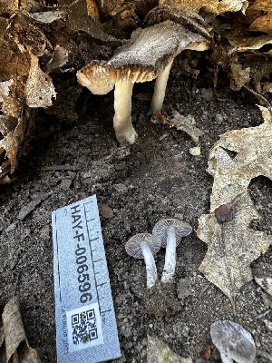  ( - HAY-F-006596)  @11 [ ] by-nc (2023) Aaron Tupac Fungal Diversity Survey