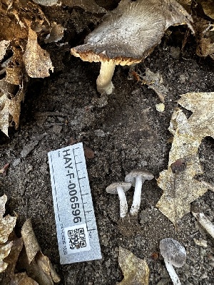  ( - HAY-F-006596)  @11 [ ] by-nc (2023) Aaron Tupac Fungal Diversity Survey