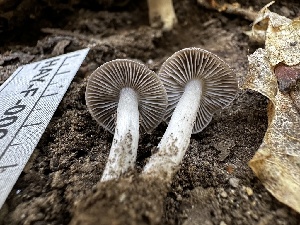  ( - HAY-F-006596)  @11 [ ] by-nc (2023) Aaron Tupac Fungal Diversity Survey