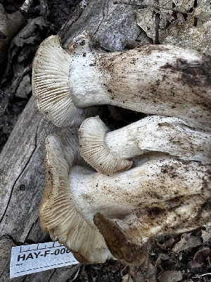  (Entoloma sp. CA45 - HAY-F-006588)  @11 [ ] by-nc (2023) Aaron Tupac Fungal Diversity Survey