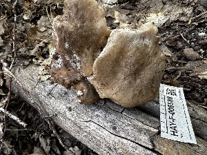  ( - HAY-F-006588)  @11 [ ] by-nc (2023) Aaron Tupac Fungal Diversity Survey