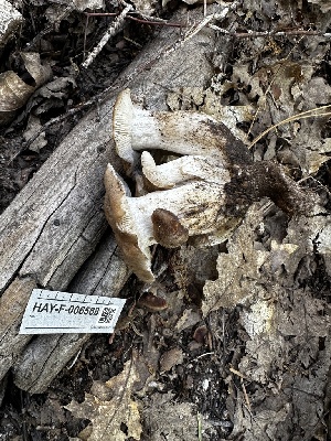  ( - HAY-F-006588)  @11 [ ] by-nc (2023) Aaron Tupac Fungal Diversity Survey