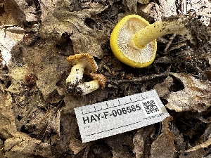  ( - HAY-F-006585)  @11 [ ] by-nc (2023) Aaron Tupac Fungal Diversity Survey