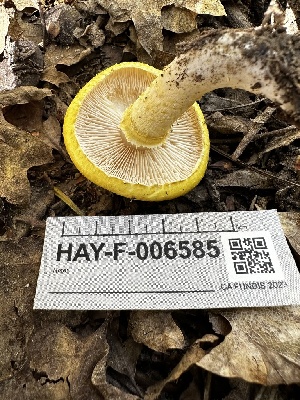  ( - HAY-F-006585)  @11 [ ] by-nc (2023) Aaron Tupac Fungal Diversity Survey