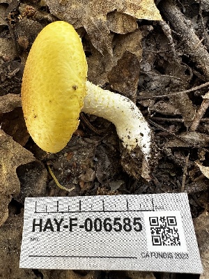 ( - HAY-F-006585)  @11 [ ] by-nc (2023) Aaron Tupac Fungal Diversity Survey