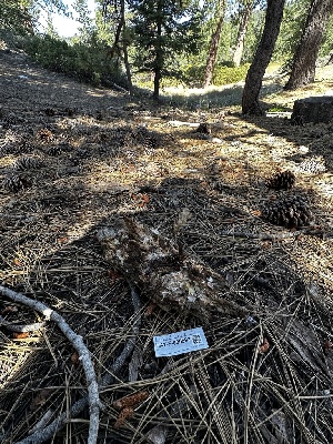  ( - HAY-F-006593)  @11 [ ] by-nc (2023) Aaron Tupac Fungal Diversity Survey