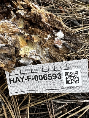  ( - HAY-F-006593)  @11 [ ] by-nc (2023) Aaron Tupac Fungal Diversity Survey