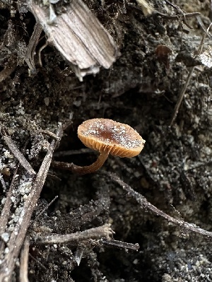  (Pholiotina sp. PNW06 - HAY-F-005618)  @11 [ ] c (2023) Rudy Diaz Fungal Diversity Survey