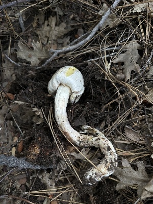  ( - HAY-F-005623)  @11 [ ] c (2023) Rudy Diaz Fungal Diversity Survey