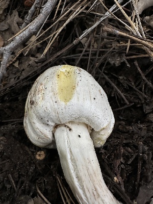  ( - HAY-F-005623)  @11 [ ] c (2023) Rudy Diaz Fungal Diversity Survey