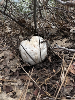  ( - HAY-F-005623)  @11 [ ] c (2023) Rudy Diaz Fungal Diversity Survey