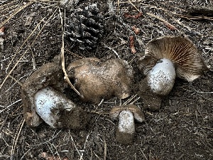  ( - HAY-F-005624)  @11 [ ] c (2023) Rudy Diaz Fungal Diversity Survey