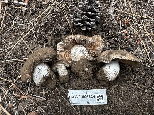  (Hebeloma sp. cohaerens-CA01 - HAY-F-005624)  @11 [ ] c (2023) Rudy Diaz Fungal Diversity Survey