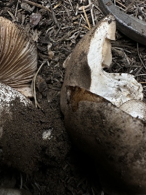  ( - HAY-F-005624)  @11 [ ] c (2023) Rudy Diaz Fungal Diversity Survey