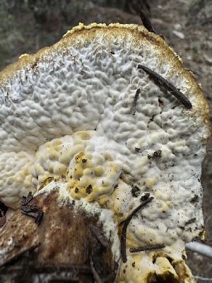  (Hypomyces sp. MD1 - HAY-F-005625)  @11 [ ] c (2023) Rudy Diaz Fungal Diversity Survey