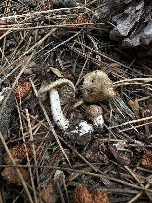  ( - HAY-F-005626)  @11 [ ] c (2023) Rudy Diaz Fungal Diversity Survey