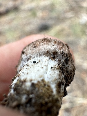  ( - HAY-F-005626)  @11 [ ] c (2023) Rudy Diaz Fungal Diversity Survey