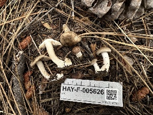  ( - HAY-F-005626)  @11 [ ] c (2023) Rudy Diaz Fungal Diversity Survey