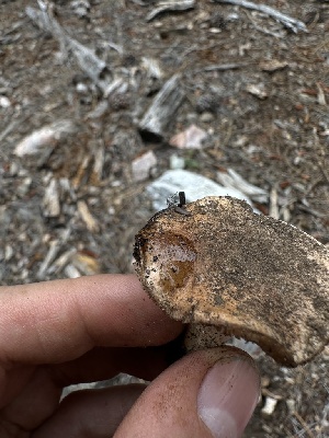  ( - HAY-F-005628)  @11 [ ] c (2023) Rudy Diaz Fungal Diversity Survey