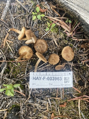  ( - HAY-F-003963)  @11 [ ] by-nc (2023) Grace Stark Fungal Diversity Survey