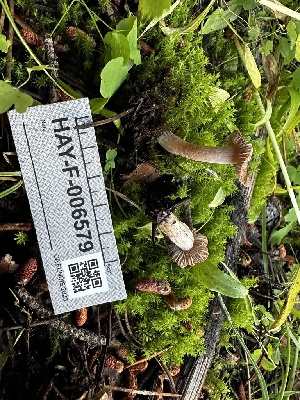  ( - HAY-F-006579)  @11 [ ] by-nc (2023) Aaron Tupac Fungal Diversity Survey