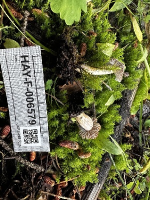  ( - HAY-F-006579)  @11 [ ] by-nc (2023) Aaron Tupac Fungal Diversity Survey