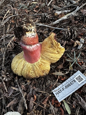  ( - HAY-F-006578)  @11 [ ] by-nc (2023) Aaron Tupac Fungal Diversity Survey