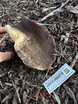  ( - HAY-F-006578)  @11 [ ] by-nc (2023) Aaron Tupac Fungal Diversity Survey