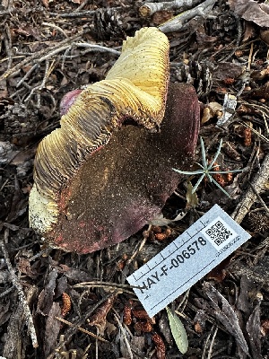  ( - HAY-F-006578)  @11 [ ] by-nc (2023) Aaron Tupac Fungal Diversity Survey