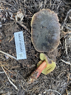  ( - HAY-F-003957)  @11 [ ] by-nc (2023) Grace Stark Fungal Diversity Survey