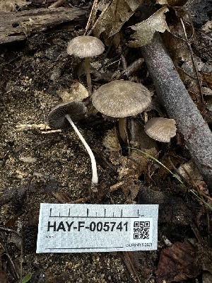  ( - HAY-F-005741)  @11 [ ] c (2023) Rudy Diaz Fungal Diversity Survey
