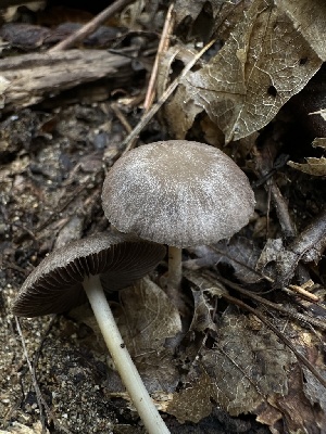  ( - HAY-F-005741)  @11 [ ] c (2023) Rudy Diaz Fungal Diversity Survey