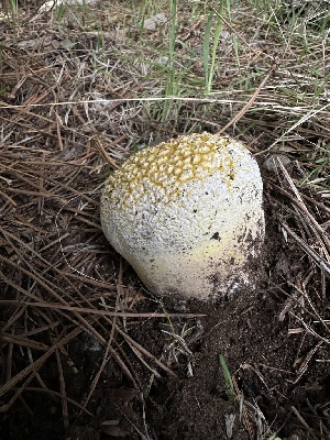  (Lycoperdaceae - HAY-F-005611)  @11 [ ] c (2023) Rudy Diaz Fungal Diversity Survey