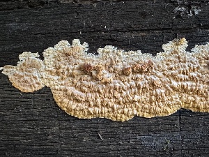  (Phlebia - HAY-F-005731)  @11 [ ] c (2023) Rudy Diaz Fungal Diversity Survey
