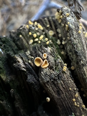  ( - HAY-F-005735)  @11 [ ] c (2023) Rudy Diaz Fungal Diversity Survey
