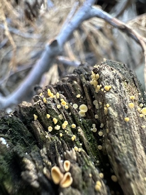  ( - HAY-F-005735)  @11 [ ] c (2023) Rudy Diaz Fungal Diversity Survey
