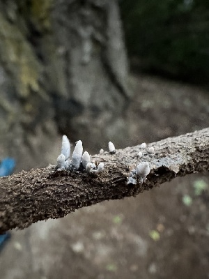  ( - HAY-F-005738)  @11 [ ] c (2023) Rudy Diaz Fungal Diversity Survey