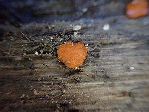  (Scutellinia gintlii - HAY-F-003486)  @11 [ ] by-nc (2023) Sadie Hickey Fungal Diversity Survey
