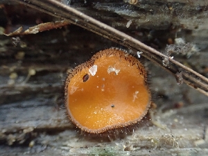  ( - HAY-F-003486)  @11 [ ] by-nc (2023) Sadie Hickey Fungal Diversity Survey