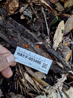  ( - HAY-F-003486)  @11 [ ] by-nc (2023) Sadie Hickey Fungal Diversity Survey