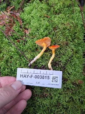  ( - HAY-F-003815)  @11 [ ] by-nc (2023) Sadie Hickey Fungal Diversity Survey