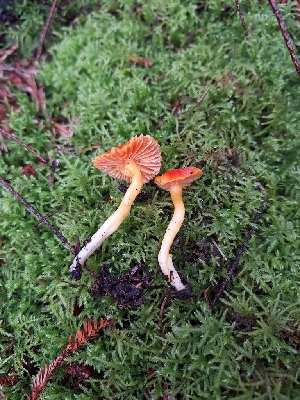  ( - HAY-F-003815)  @11 [ ] by-nc (2023) Sadie Hickey Fungal Diversity Survey