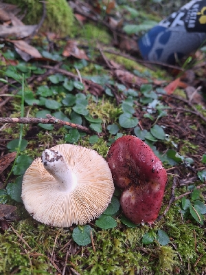  (Russula obscurozelleri - HAY-F-003810)  @11 [ ] by-nc (2023) Sadie Hickey Fungal Diversity Survey