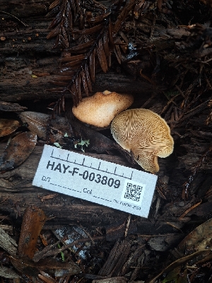  ( - HAY-F-003809)  @11 [ ] by-nc (2023) Sadie Hickey Fungal Diversity Survey