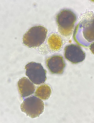  (Urocystidiales - HAY-F-003818)  @11 [ ] by-nc (2023) Grace Stark Fungal Diversity Survey