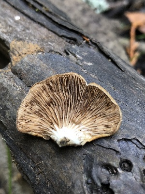  ( - HAY-F-006650)  @11 [ ] by-nc (2023) Dean Lyons Fungal Diversity Survey