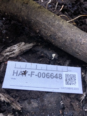  ( - HAY-F-006648)  @11 [ ] by-nc (2023) Dean Lyons Fungal Diversity Survey