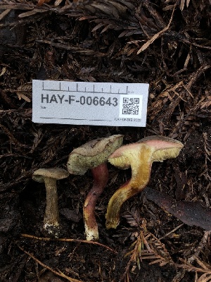  ( - HAY-F-006643)  @11 [ ] by-nc (2023) Dean Lyons Fungal Diversity Survey